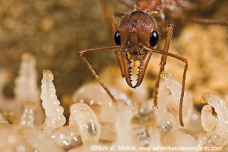 Illustration for article titled Why size doesn’t matter: Ants and world domination